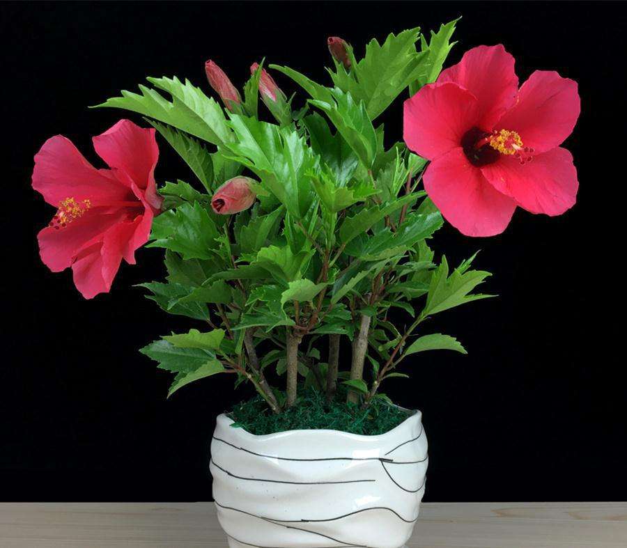 盆栽扶桑花花朵越来越小是怎么回事,怎么救治?