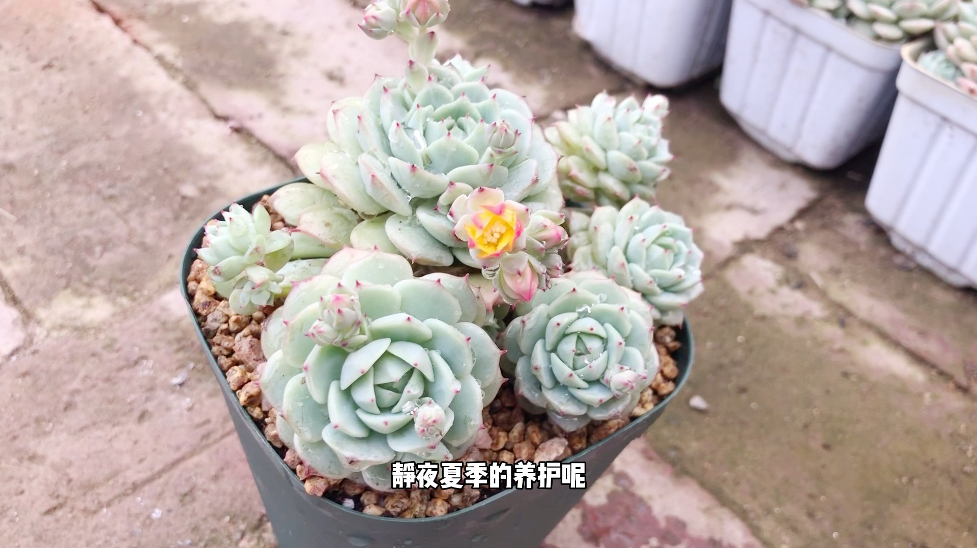 多肉植物静夜的养护知识来了,小心它是夏必死的王牌