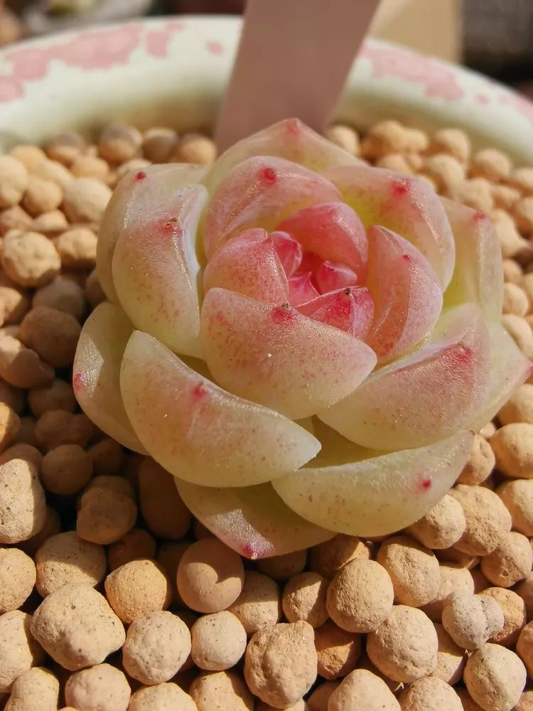 冬日暖阳,多肉静美!我会一直爱下去!