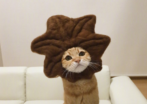 这只戴头套的猫咪也太可爱了,铲屎官心灵手巧啊!