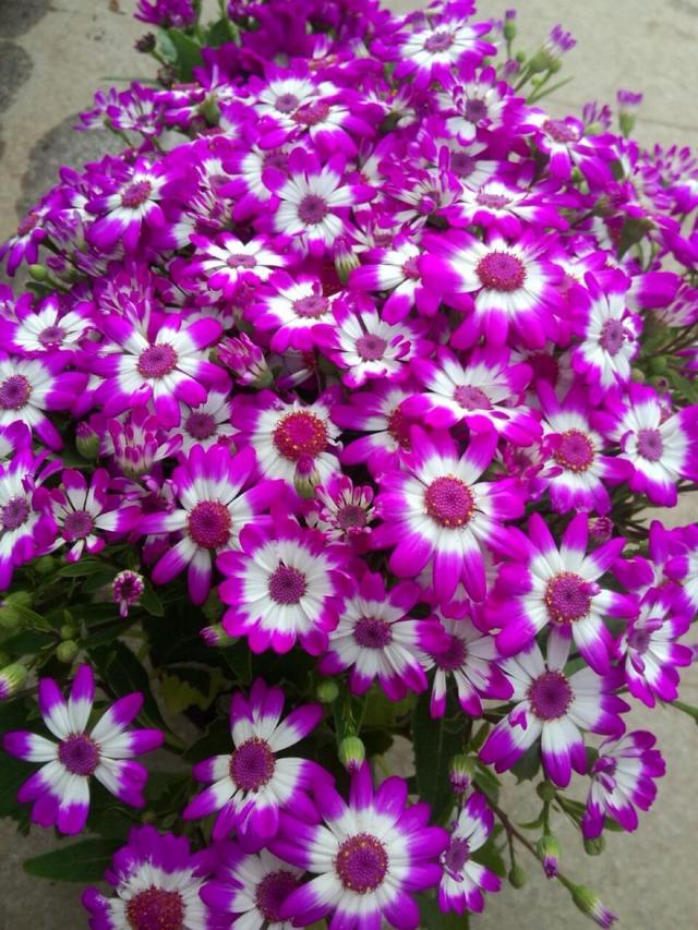 这菊花名叫"富贵菊",养护简单开花不受限制,新手都能养活