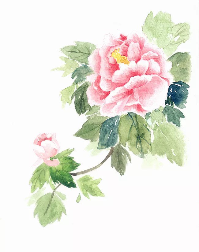 牡丹手绘图片欣赏