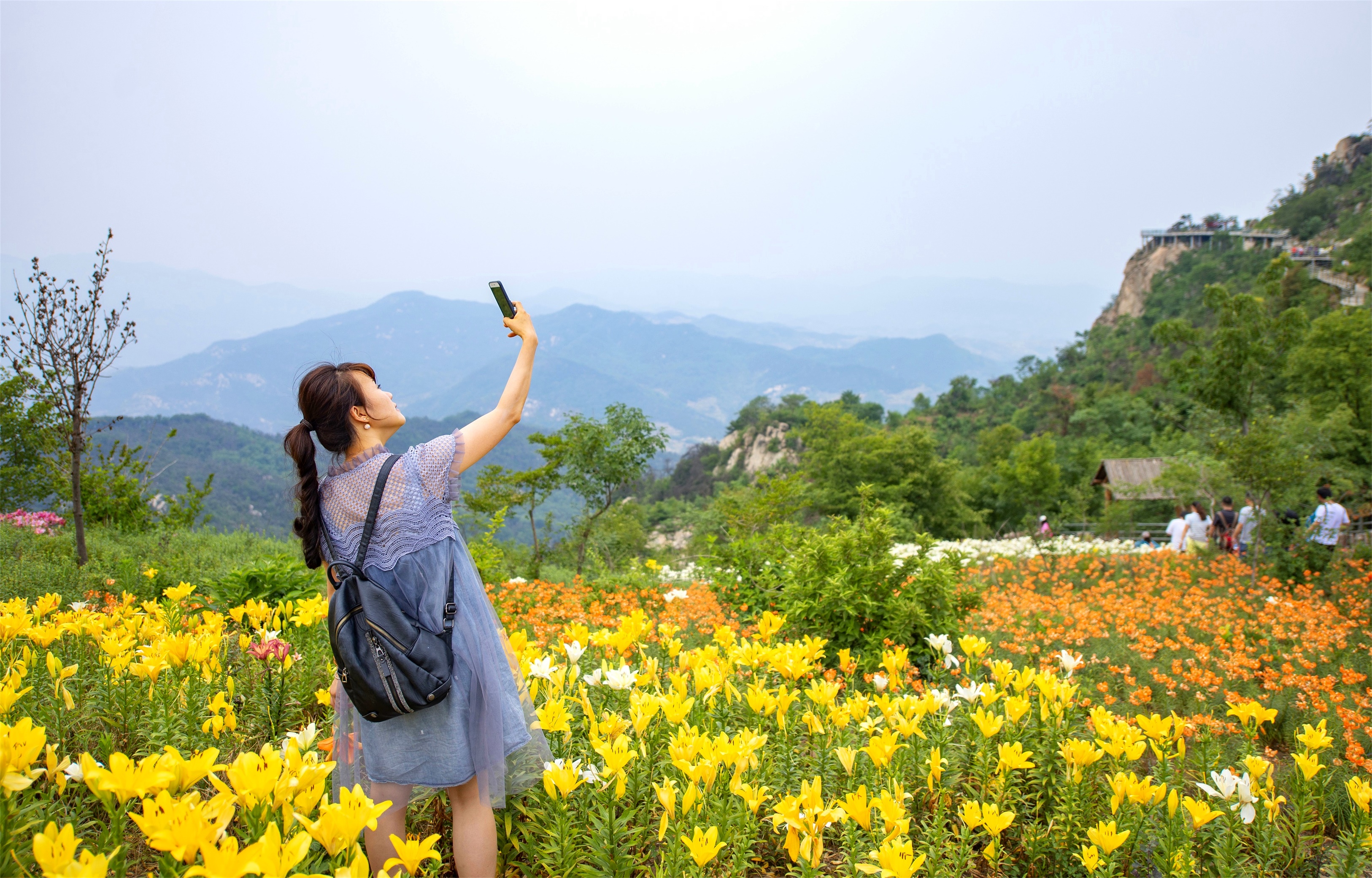 数万株百合绽放在沂蒙山之巅,云顶花海,开出了这世间的诗意芳华