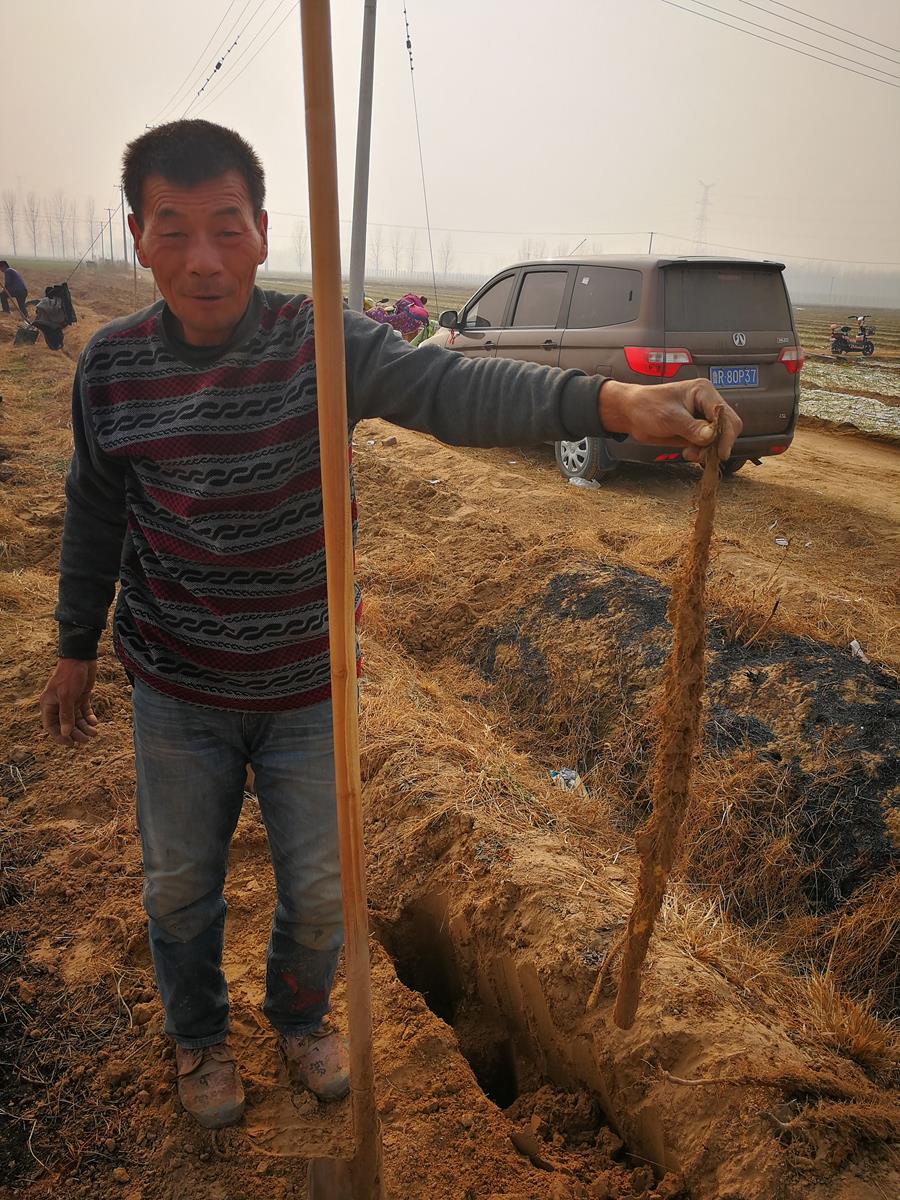 寒冬,农民挖铁棍山药,一天挖100多米800根,收入140元