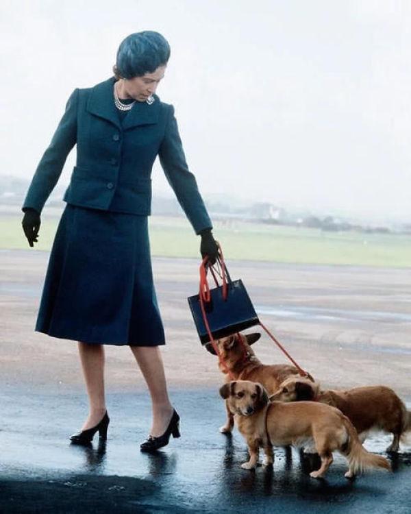 英国女王的30只狗食谱实在奢华,因爱咬人而酒精中毒引愤怒