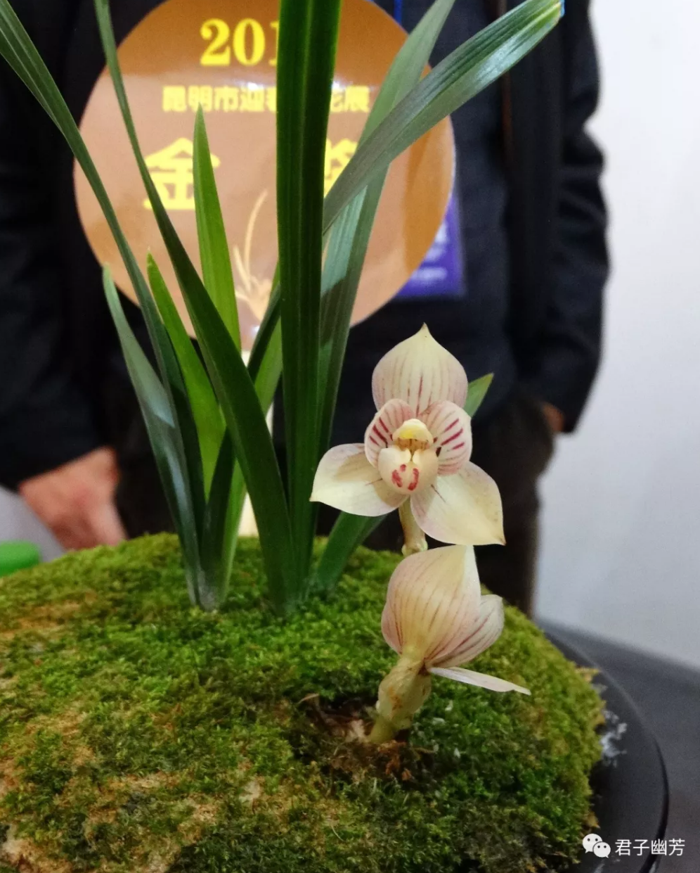 2019昆明金星奇石城兰展赏析(1)(转自——罗开才 君子幽芳)