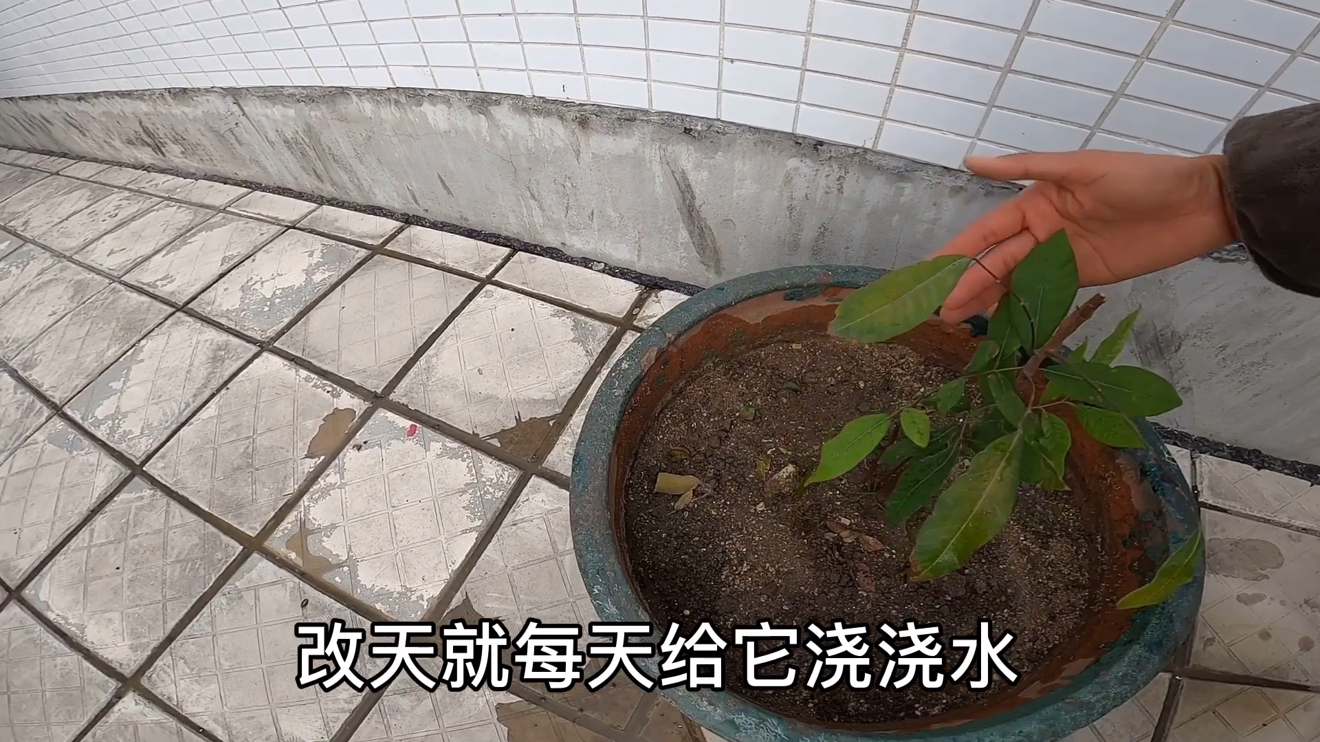 小鱼在27楼楼顶种了棵果树,大家觉得怎么样,能不能长出果子