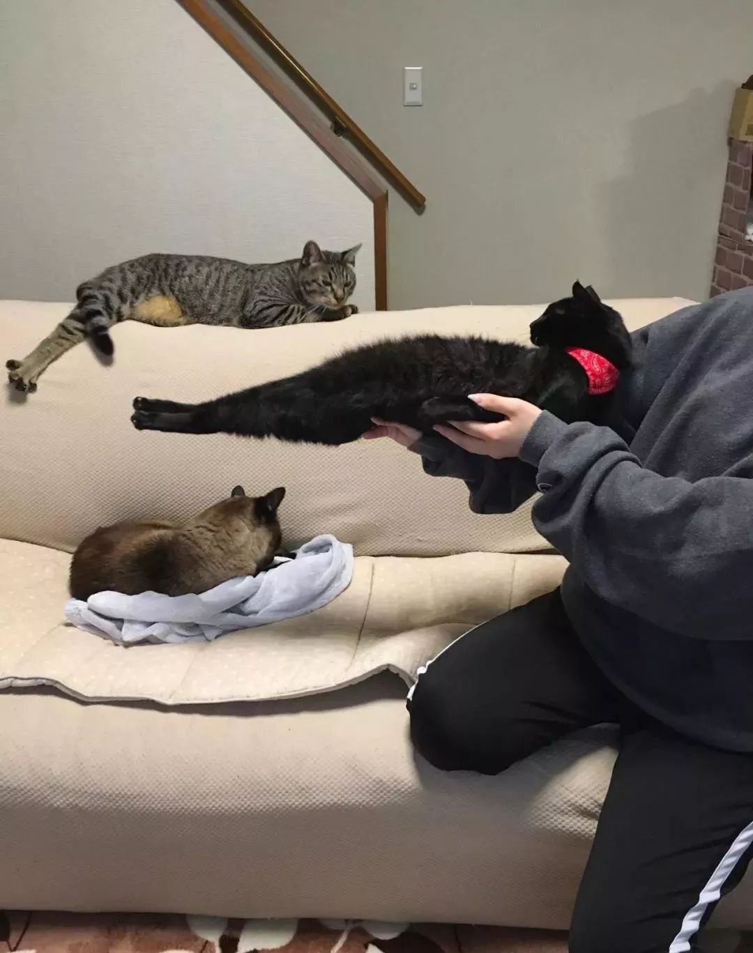 看完这些猫咪令人喷饭的举动再也不说猫是液体了