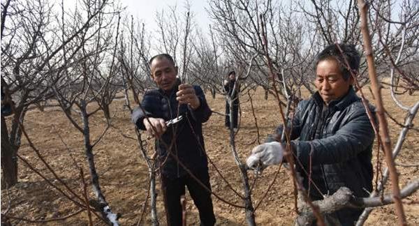 东北地区杏树李树促花保果措施