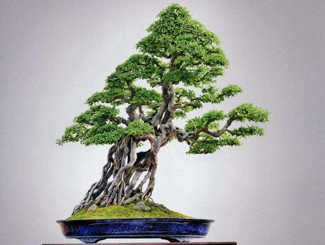 树木盆景造型的露根技巧!悬根 露基!