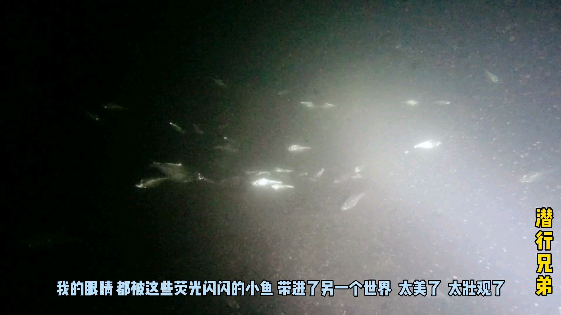 潜行兄弟白天探点,晚上潜水探鱼,6-15米的深水都有哪些鱼