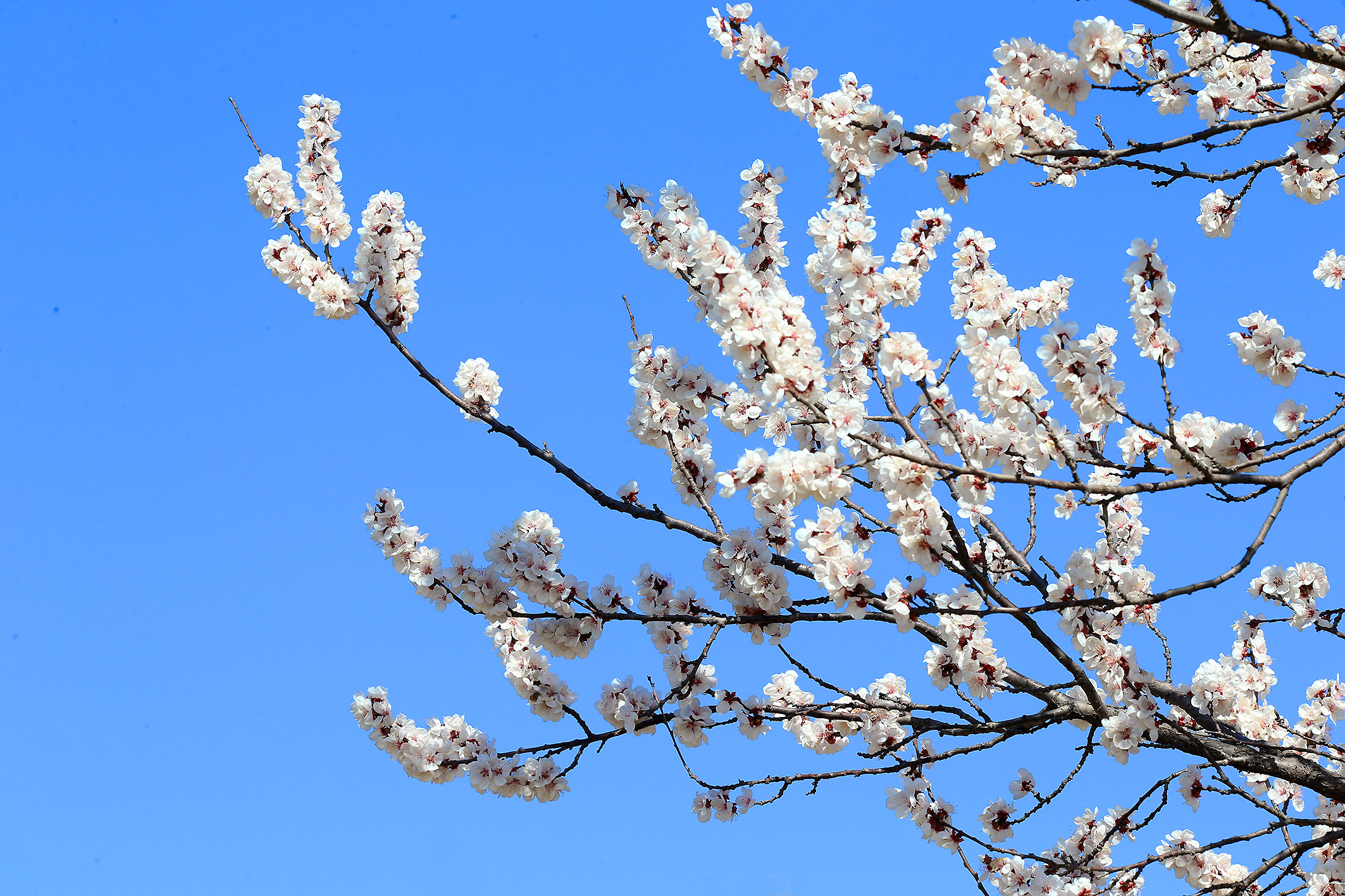 小岳岳老家万亩古杏林杏花盛开,游人惊呼"美翻了"