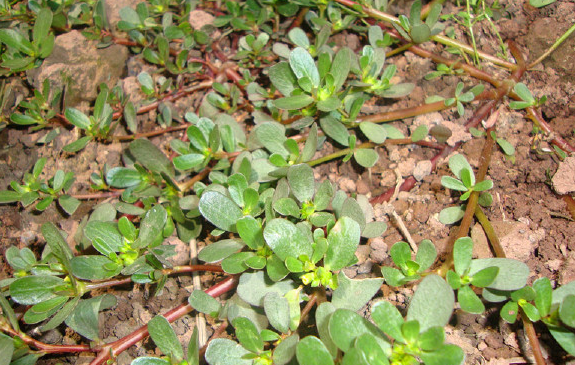 农村这种野草,是治疗皮肤病"瘊子"的良药,很多人不知道