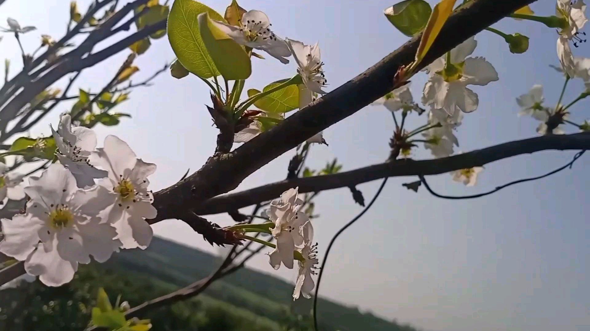 山村的早晨,鸟鸣鸡啼日出高,梨花展颜朵朵夭