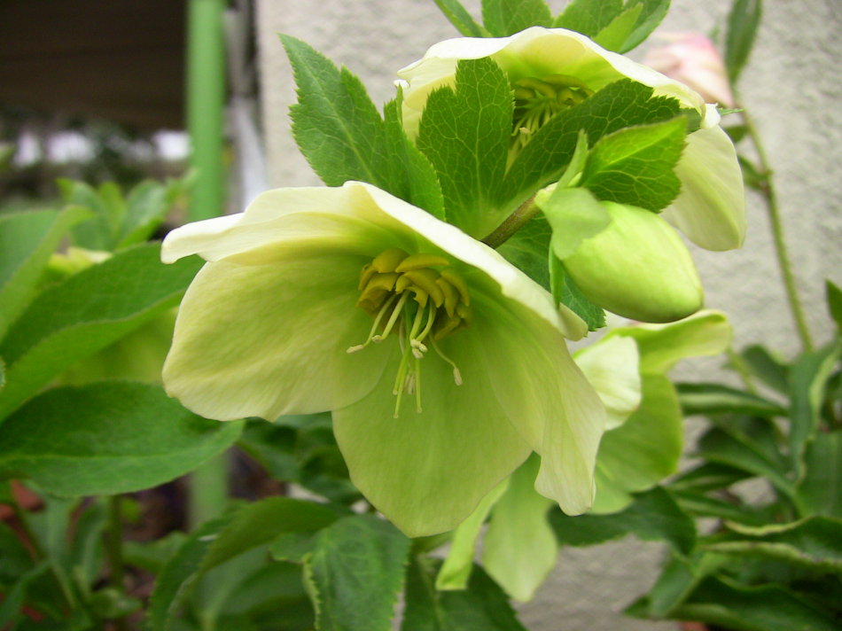 冬季能開花,花開似薔薇的