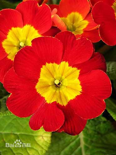 报春花别称小种樱草,七重楼