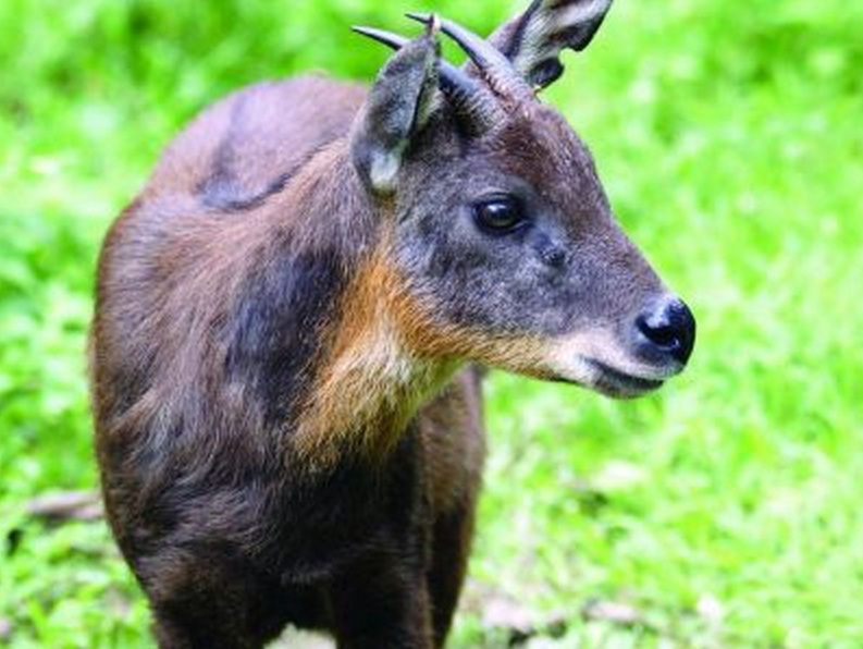动物知识普及——台湾鬣羚