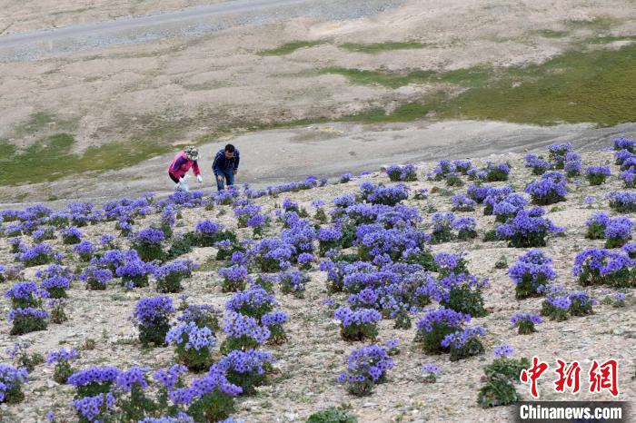 青海首次发现大规模白蓝翠雀花群落