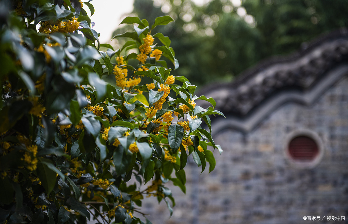 桂花树桂花树 - 热门商品专区