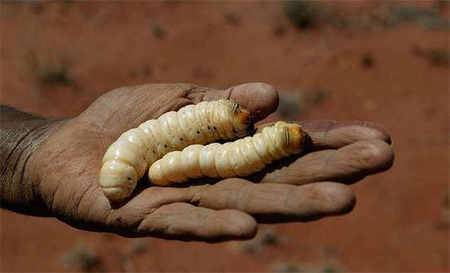 木蠹蛾烤好了,趁热吃吧