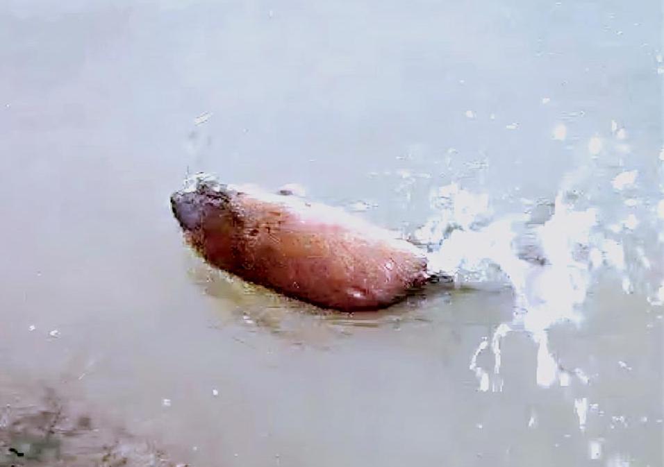 郑州一钓友钓上一只水老鼠,体型是普通老鼠的3倍