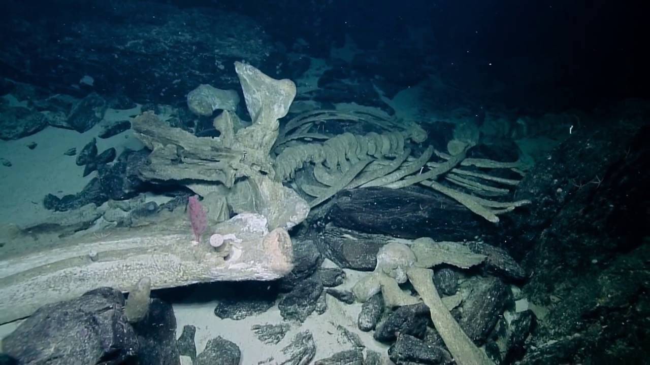 都是人类造的孽,科学家在10000米海底发现令人不安的东西