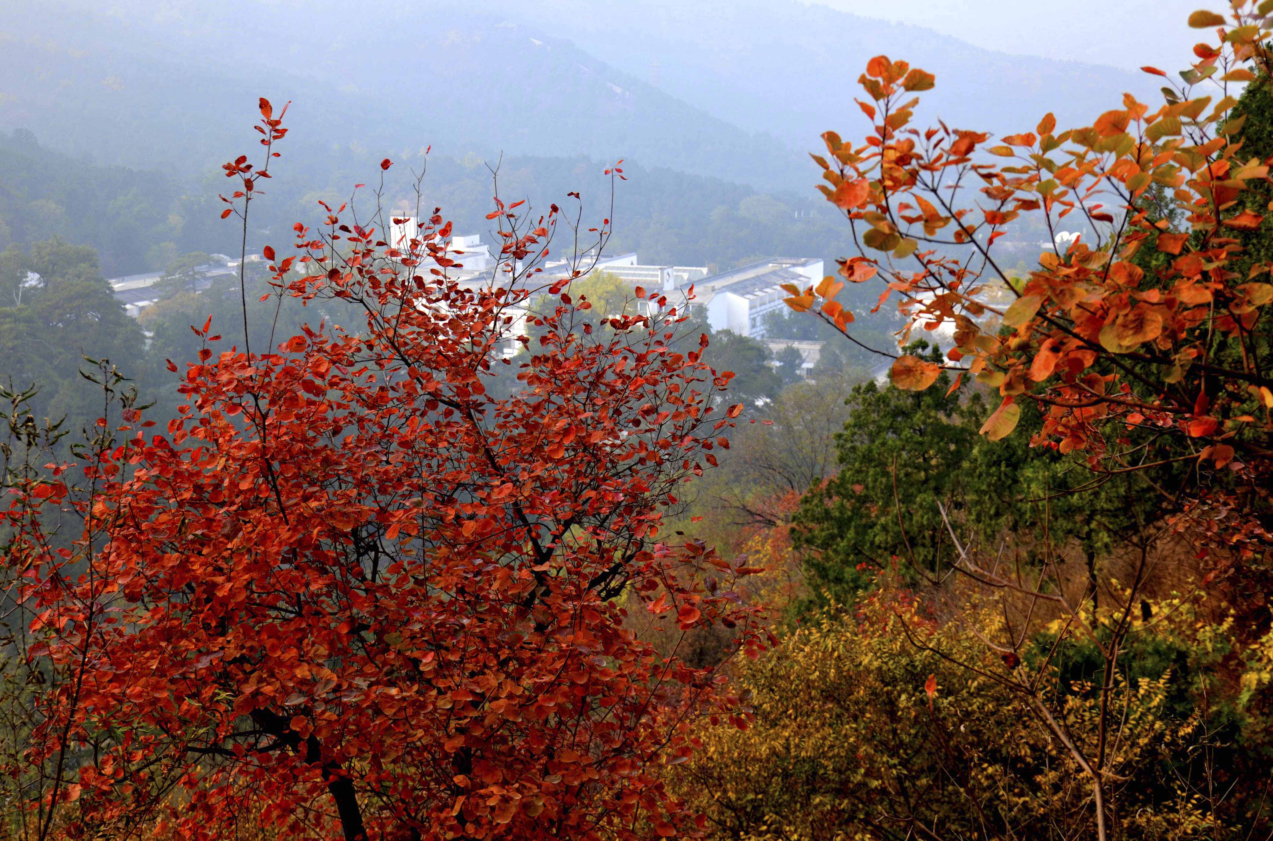 赏红叶游客达入秋以来最高峰,香山公园首次发布橙色预警