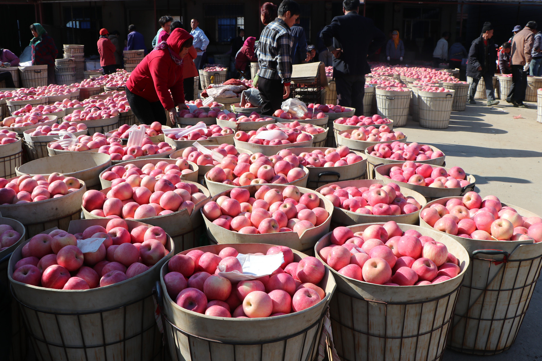 不少收购摊点前,都已经摆满了一筐筐的苹果.