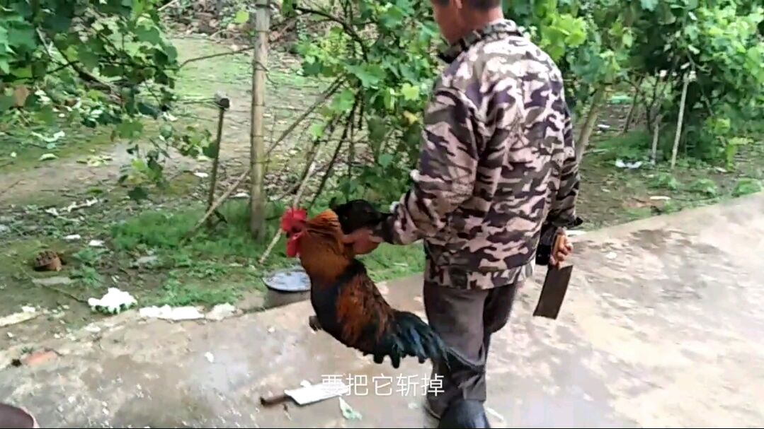 农村的鸡肉炖汤好还是炒着好,都不如大叔的盘鸡技术好