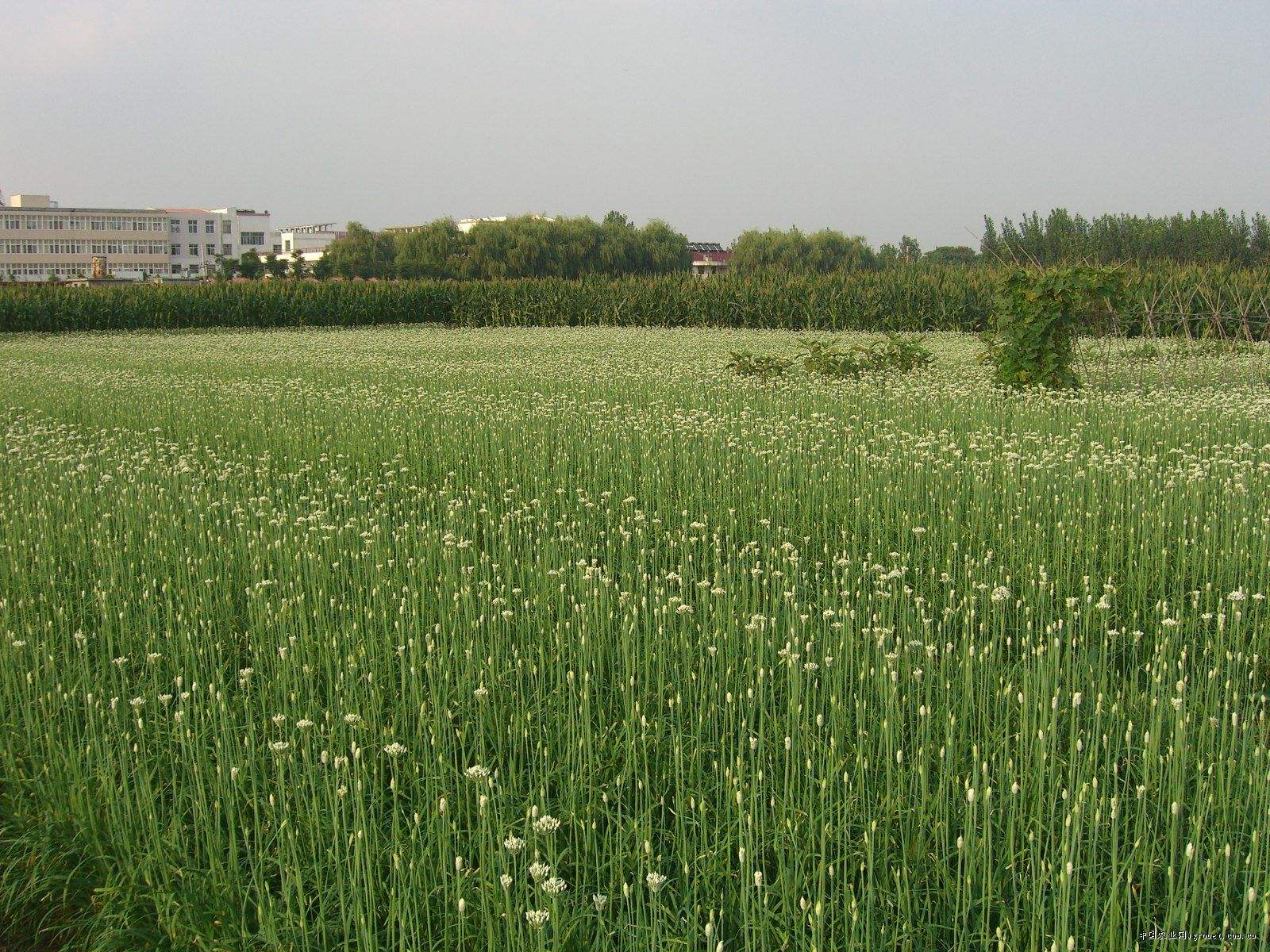 韭菜花能吃,还有着生津开胃,促进消化的功效,却是这样种植的!
