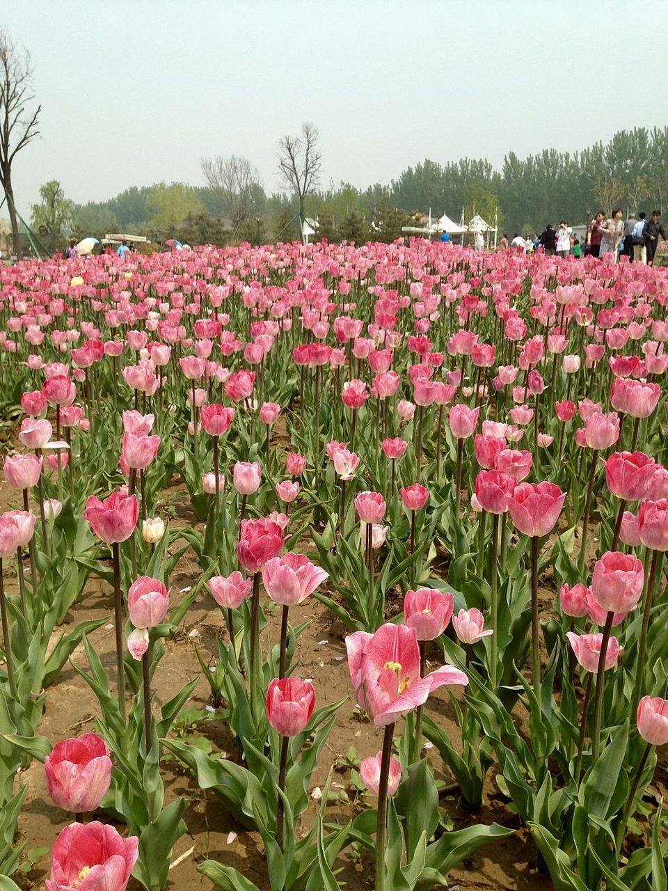 北京顺义国际鲜花港,这个拥有万花馆,花艺中心,花神广场,幻花湖等景点