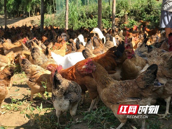 新田:贫困户千只土鸡盼买家