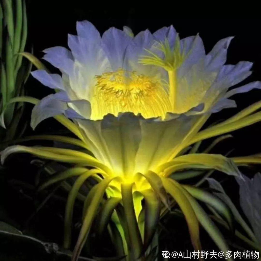 这种有"灵性"的花,一夜开了几十朵,再晚也要等花开!