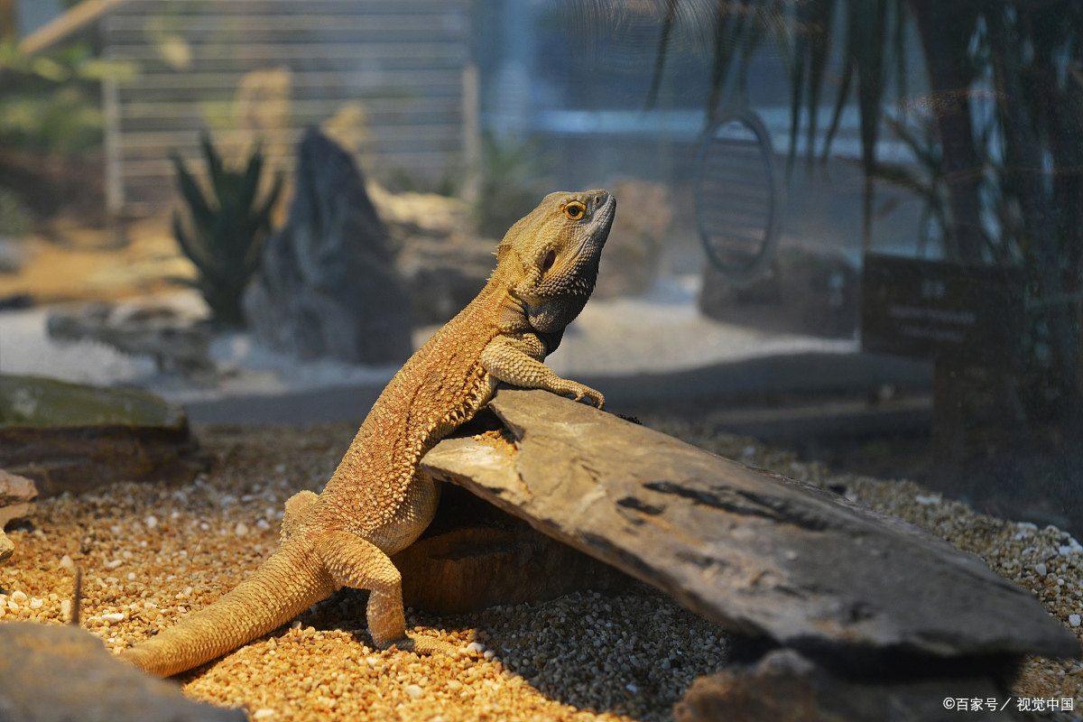 鬃狮蜥饲养的环境温度要多少?