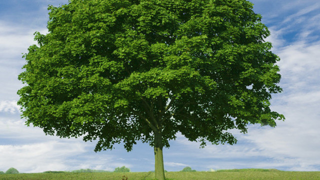 心理学:下图中的3棵大树哪棵最茂盛?测你以后的社会地位有多高