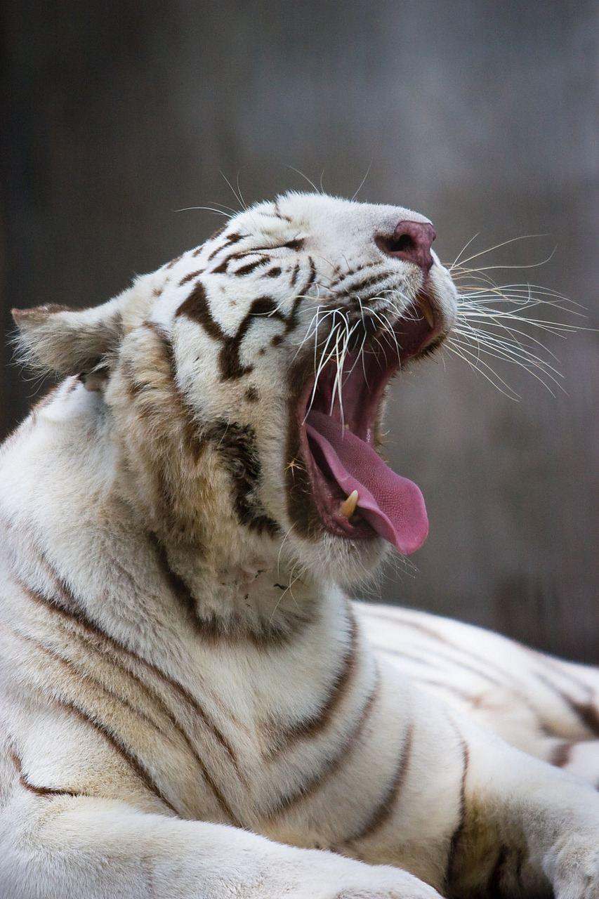 动物趣图# 瞧瞧,老虎的牙,比钉子还尖!