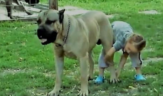 熊孩子跟大狗较上劲,非想骑在它背上,狗狗这个举动好暖心