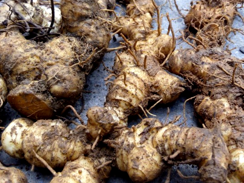 一种野草,人称"老虎姜",有农民拿来喂猪,是养生中药材之一