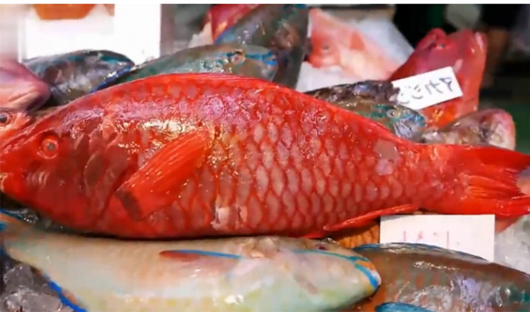 看看日本大厨如何把红绸鱼做成美食,看着就有食欲!