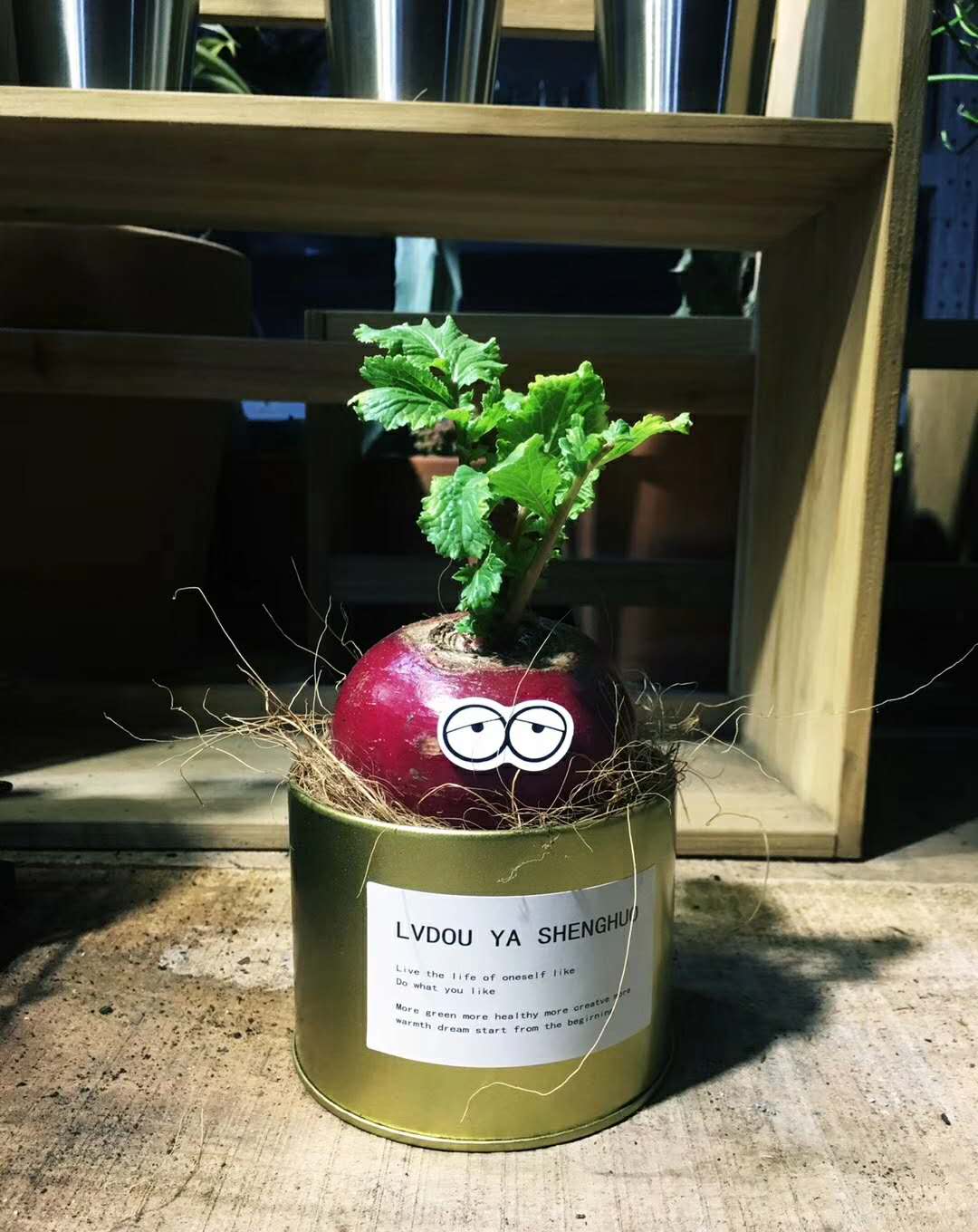 创意|这种萝卜,艳丽的红皮白白的果肉,卖起萌来,真是无敌了!