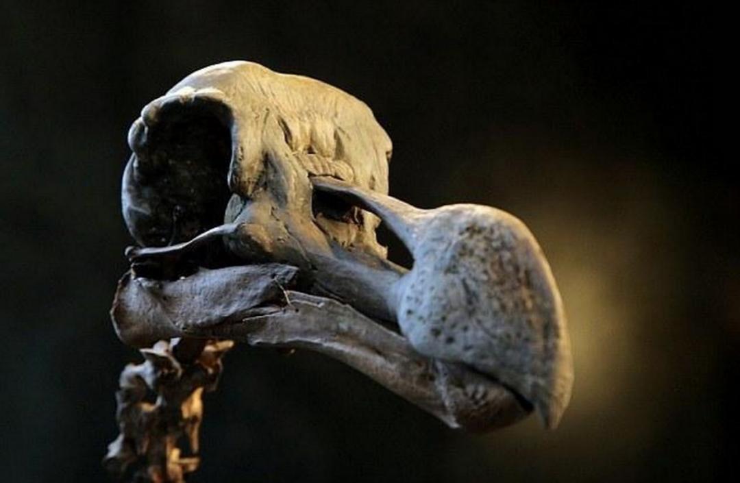 这种鸟曾被定位国鸟,一副骨架卖了400多万