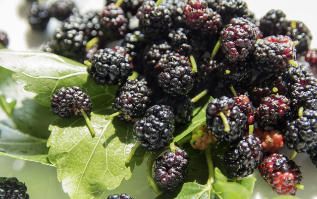 野桑葚,野桑葚在大家眼中其实已经不算是陌生的了,在以前的农村,很多