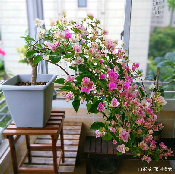 他养三角梅,巧用1招打造悬崖造型,开花时漂亮得像"孔雀开屏"