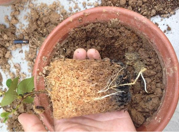 用锯末养花会"烧根"?只要多做这"2步",至少够用1整年!