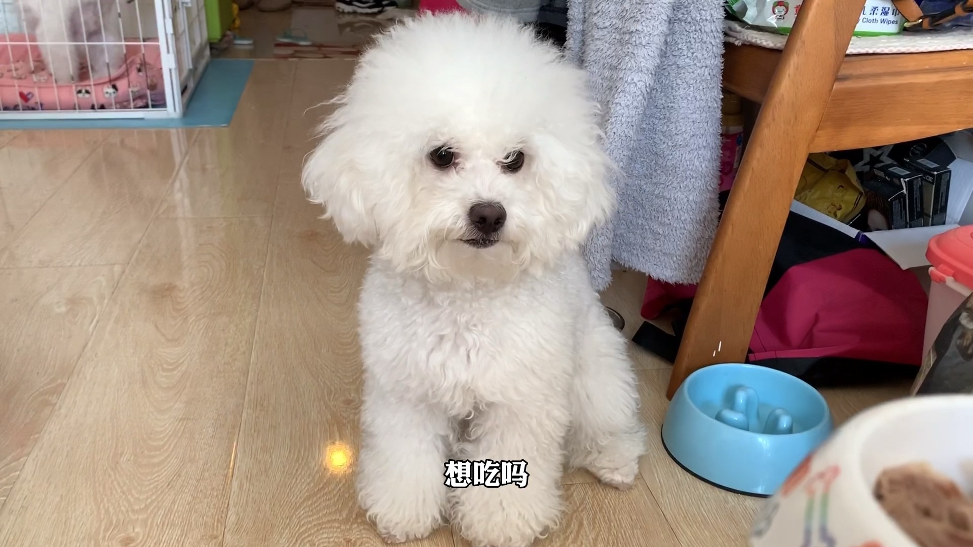 给家里两只比熊做了营养餐,它们吃的太满足了,糖豆:胃亏肉