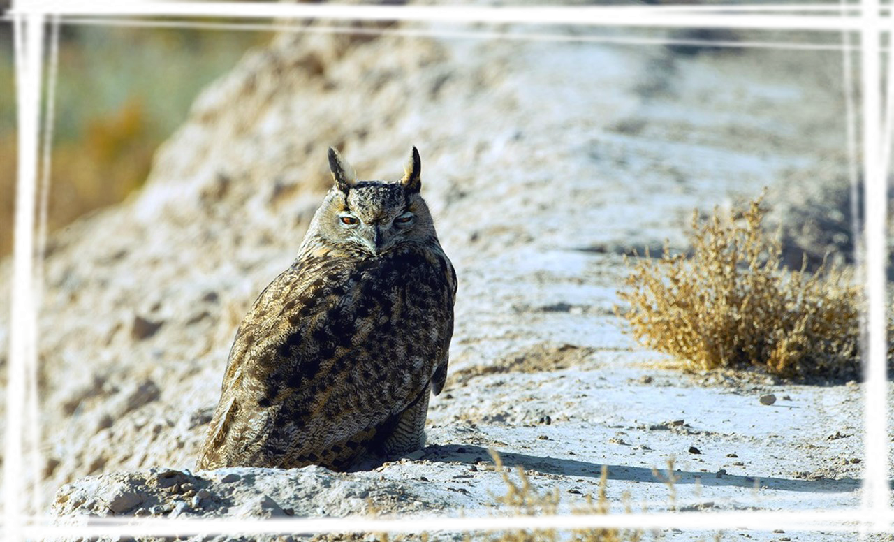 野生动物大猫雕鸮图片壁纸大全