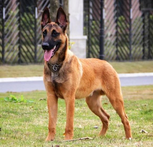 "工作犬之王"马犬,为什么被大家"弃养"?网友:我怕了!