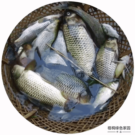 重庆非物质文化《邮亭鲫鱼》