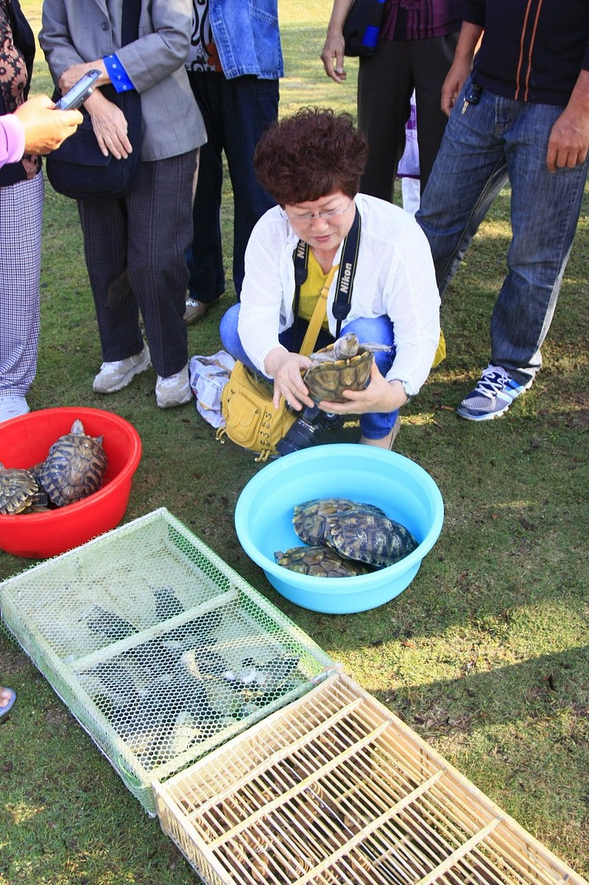 放生乌龟图片