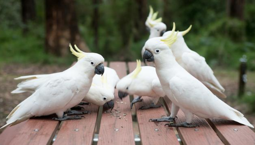 世界上最漂亮的5种凤头鹦鹉,玄凤鹦鹉第5名,第1名没人能想到